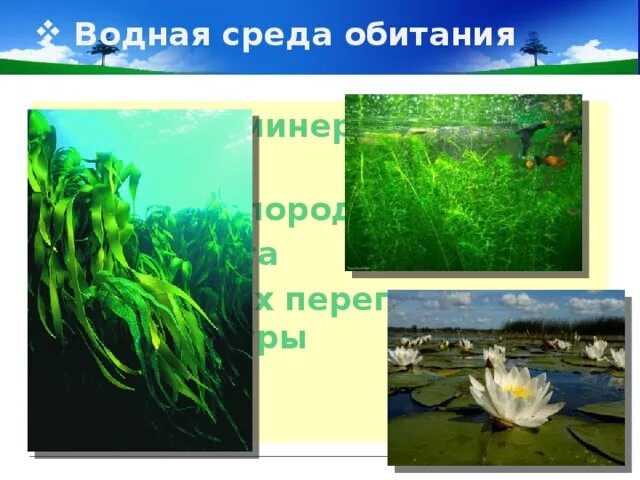 Водная среда обитатели растения. Растения водной среды. Водная среда обитания. Растения водной среды обитания. Обитатели водной среды растения.