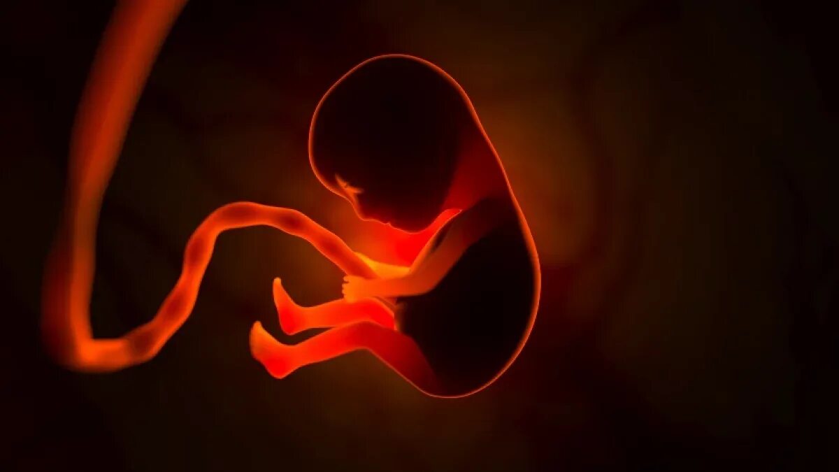 Эмбрион слушать. Эмбрион слушать. Ребенок в утробе 8 недель. Эмбрион слушать. Эмбрион слушать.