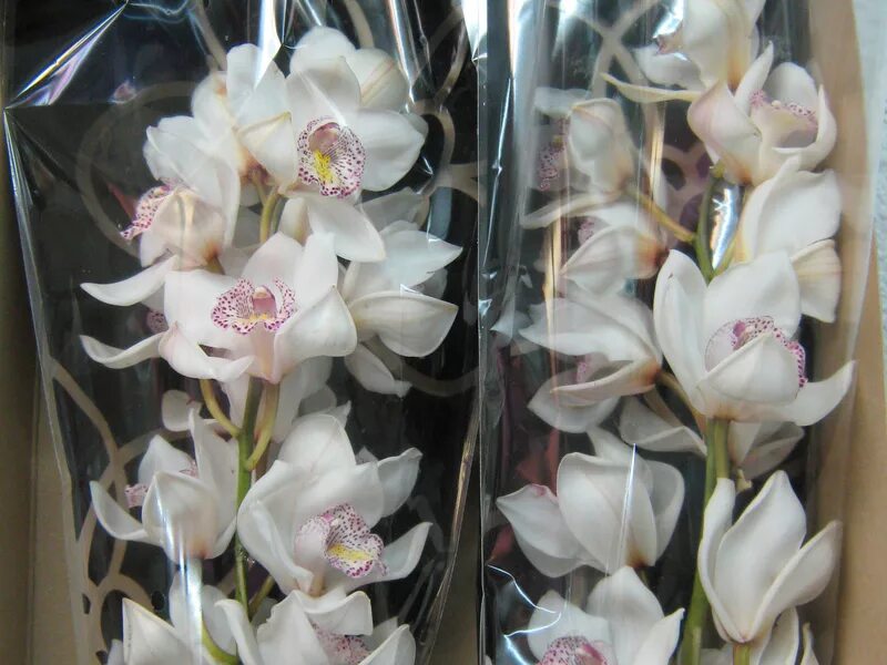 Орхидей купить интернет магазин почтой. Орхидея Дендробиум Цимбидиум. Орхидея Цимбидиум. Цимбидиум микс.