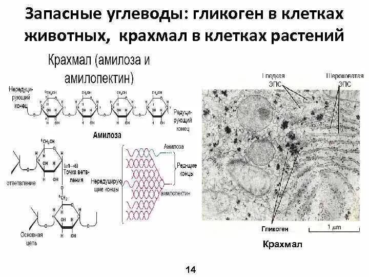 Запасным углеводом в клетках печени является. Запасные углеводы растений. Резервный углевод клеток животных и растений. Запасные углеводы клеток. Углеводы в клетках растений.