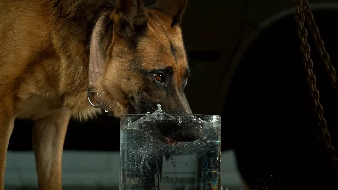 Собака пьет воду. Собака пьет воду из миски. Собака пьющая воду. Собака лакает. Щенок много пьет