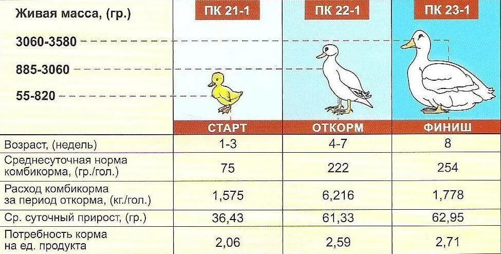 Норма комбикорма для уток мулардов. Кормление таблица кормления утят мулардов. Таблица кормов по возрасту для уток. Норма к/корма для утки в день.