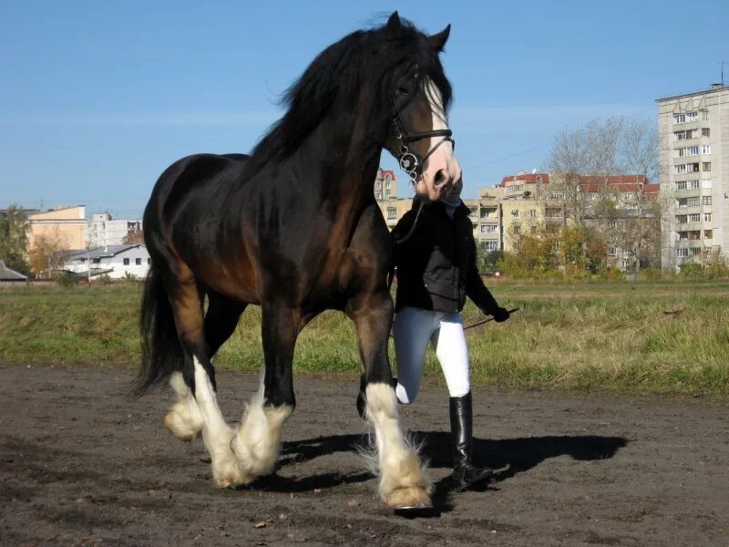шайры лошади фото: 21 тыс изображений найдено в Яндекс.Картинках Clydesdale hors