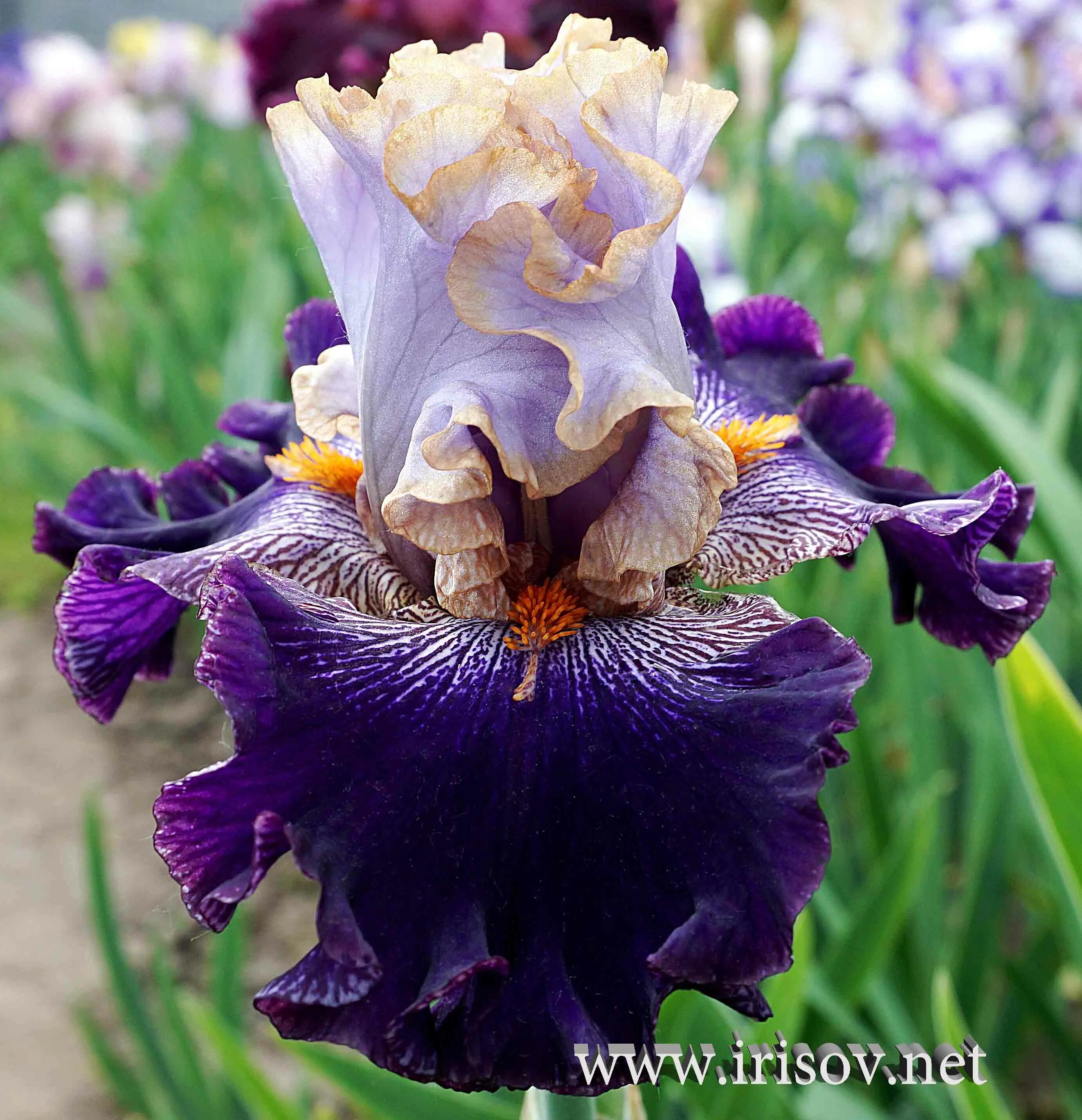 ирис risky business. ирис blyth (блайз). ирис time will tell. ирис бородатый медичи принс. ирис семейные.