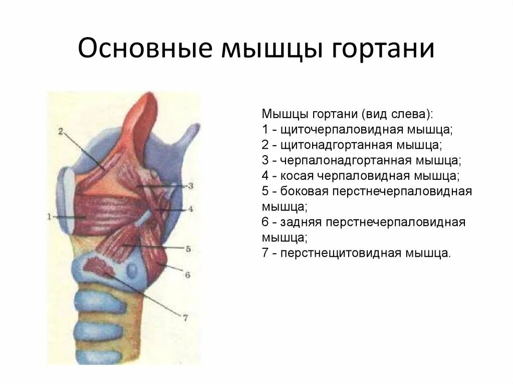 Дал в гортань. Перстнещитовидная мышца гортани. Мышцы гортани надгортанник. Латеральная перстнечерпаловидная мышца гортани. Задняя перстнечерпаловидная мышца гортани.