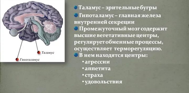 Функции гипоталамуса промежуточного мозга. Промежуточный мозг гипоталамус гипофиз. Таламус гипоталамус эпифиз. Промежуточный мозг таламус гипоталамус функции. Функции промежуточного мозга дыхание температура