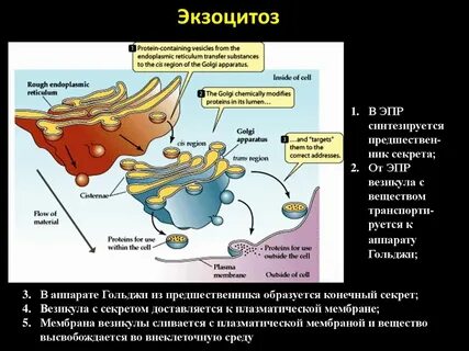 Экзоцитоз это