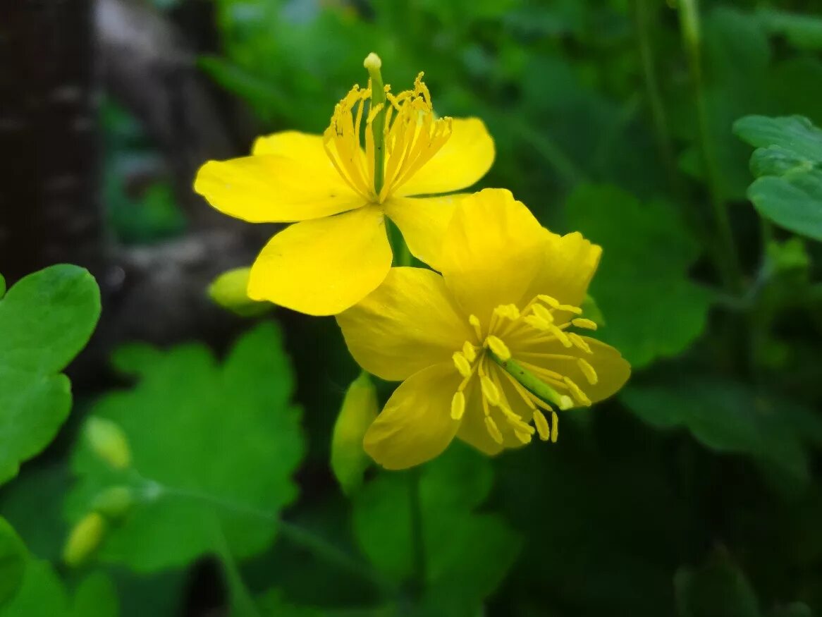 Чистотел большой (Chelidonium majus l.). Чистотел бородавник. Чистотел соцветие. Бородавник растение.