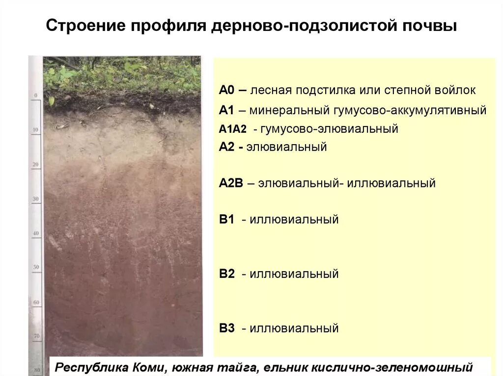 В этой зоне образуются подзолистые почвы. Структура дерново-подзолистых почв. Дерново-подзолистые почвы профиль. Строение почвы. Почвенный профиль дерново-подзолистая почва. Строение дерново-подзолистых почв.