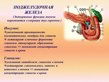 Внутренняя секреция поджелудочной железы и половых желез