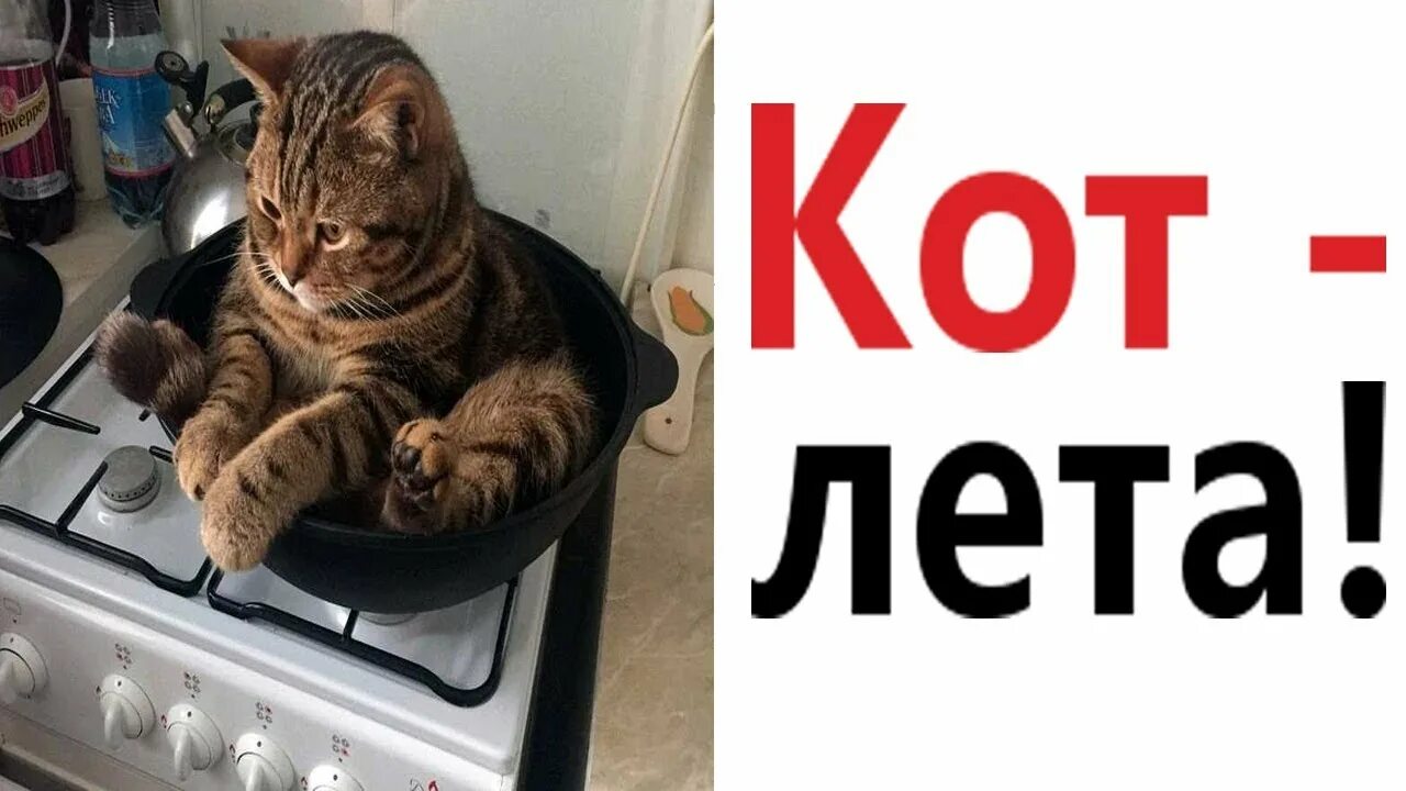 Включи приколы с озвучкой. Лютые приколы про котов. Коты с озвучкой Доми шоу. Приколы с котами Доми шоу. Domi show кот Мурзик и хозяин.