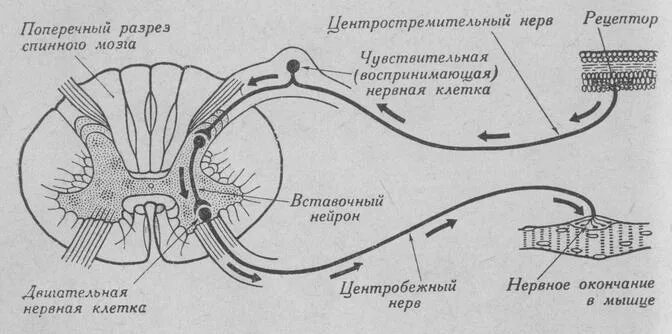 Рефлекторная дуга с мозгом