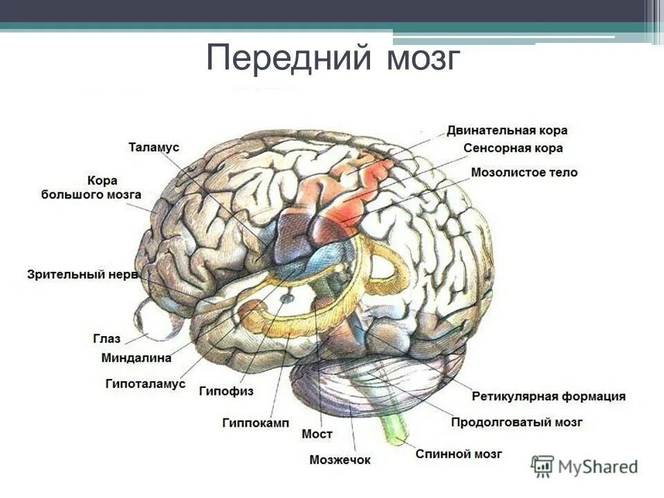 Каким веществом образован передний мозг. Основные структуры переднего мозга. Строение переднего мозга человека. Строение переднего мозга доли. Структура отдела переднего мозга.
