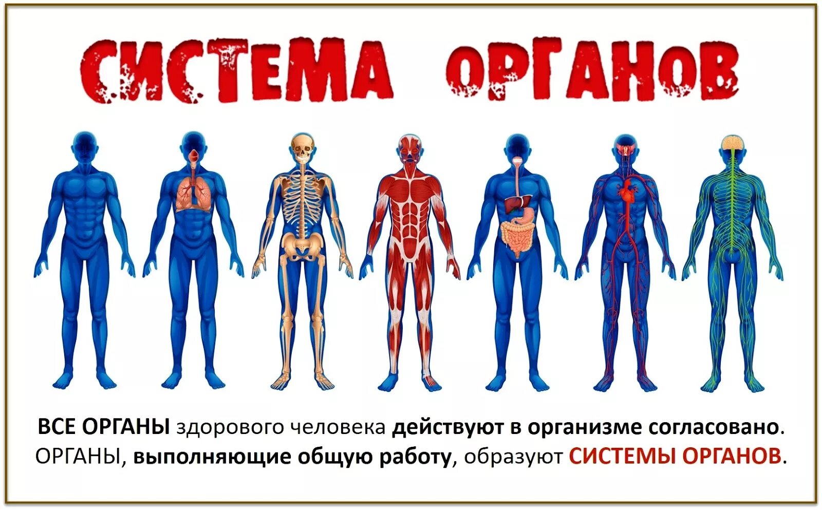 Системы организма. Системы человеческого организма. Системы органов человека человека. Системы органов в теле человека. Человеческое в человеке читать