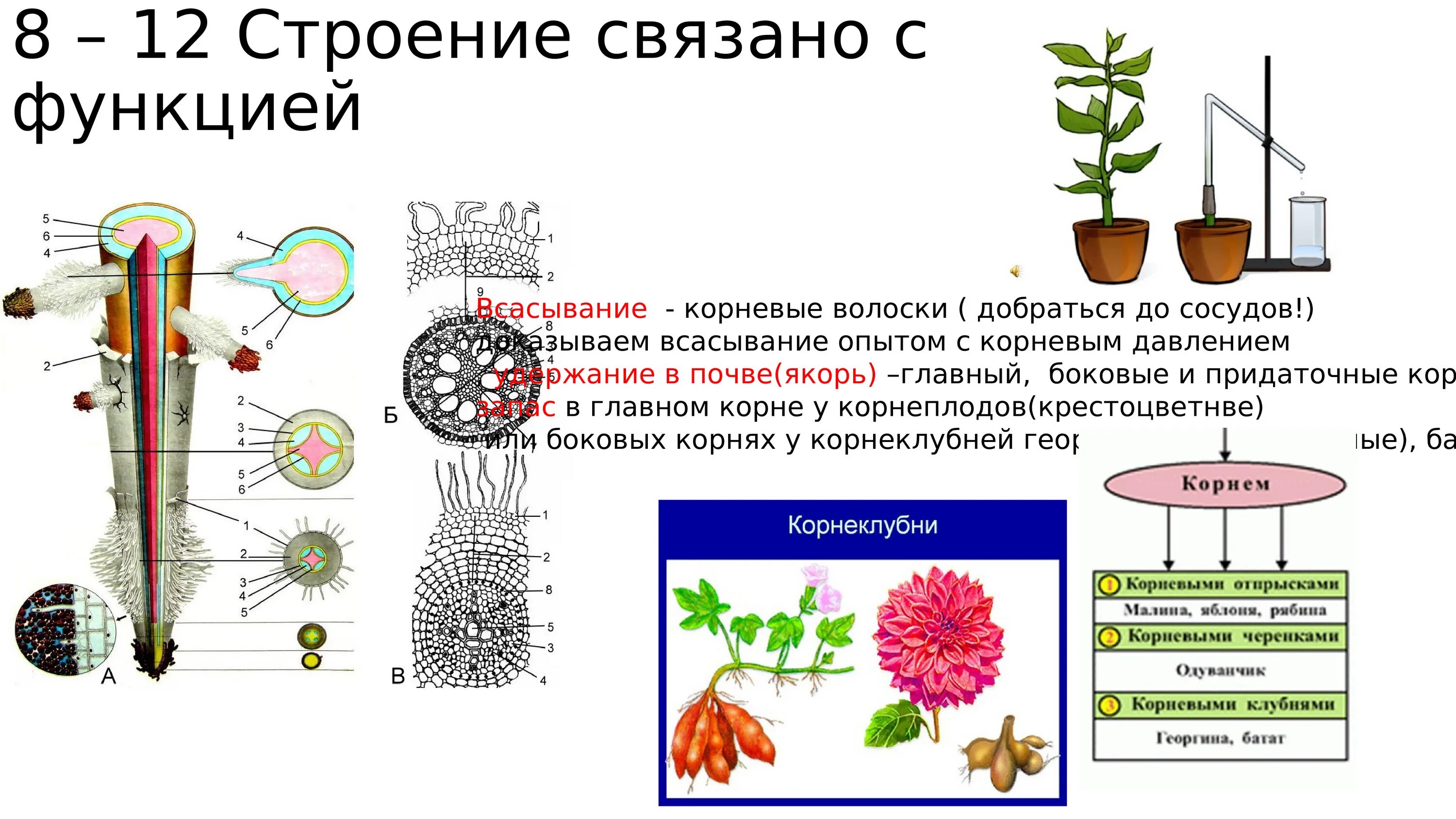 Таблица ботаника 6 класс. Ботаника схемы ЕГЭ. Темы по ботанике. Что изучает современная ботаника. Ботаника в системе