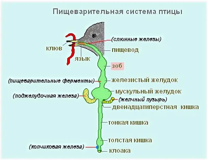 Пищеварительная система птиц в правильном порядке