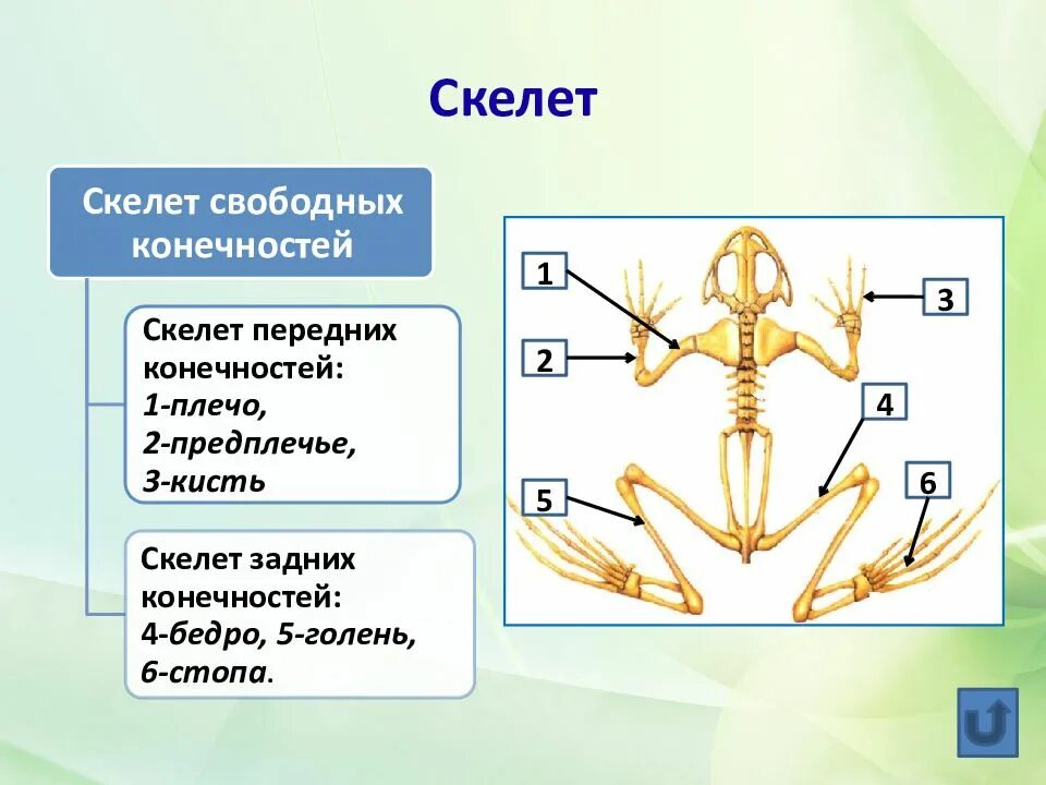 Скелет поясов конечностей лягушки