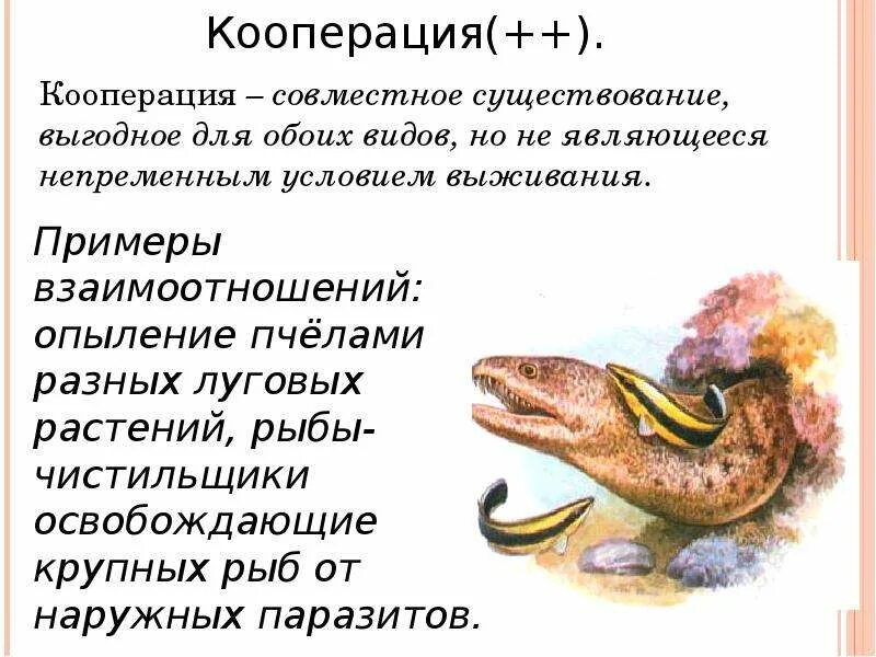 Полезно нейтральные взаимоотношения организмов примеры. Полезно-нейтральные взаимоотношения между организмами. Нейтральные взаимоотношения между организмами примеры. Полезно нейтральные отношения в биологии.