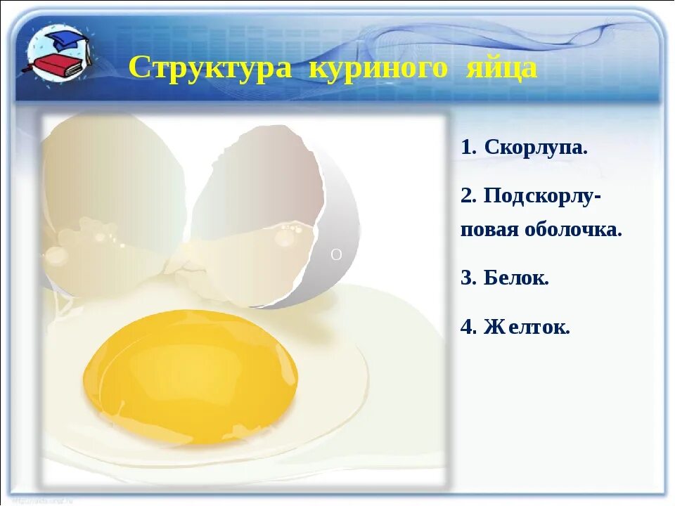 Желток белок строение яйца. Яйцо белок желток скорлупа. Строение желтка куриного яйца. Строение яичной скорлупы курицы.