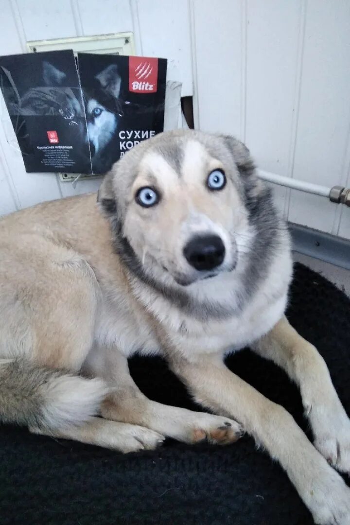 Потеряшка магнитогорск. Потерялась собака в Ессентуках. Потерялась собака город Кисловодск. Потерялась собака большая белая глаз чёрный правый а левый красный.