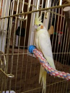 Уроки для кореллы