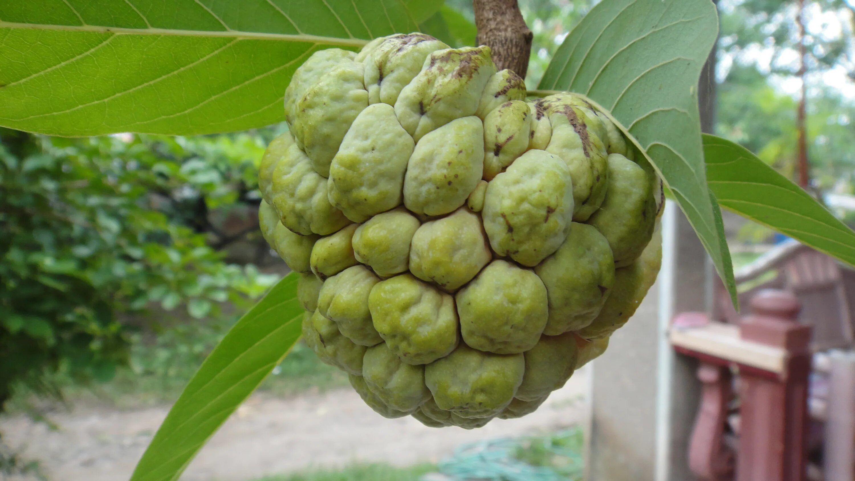 Фрукт рода аннона. Аннона. Аннона Коника Annona conica. Аннона SP. Сахарное яблоко.