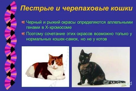 Кошка хромосомы
