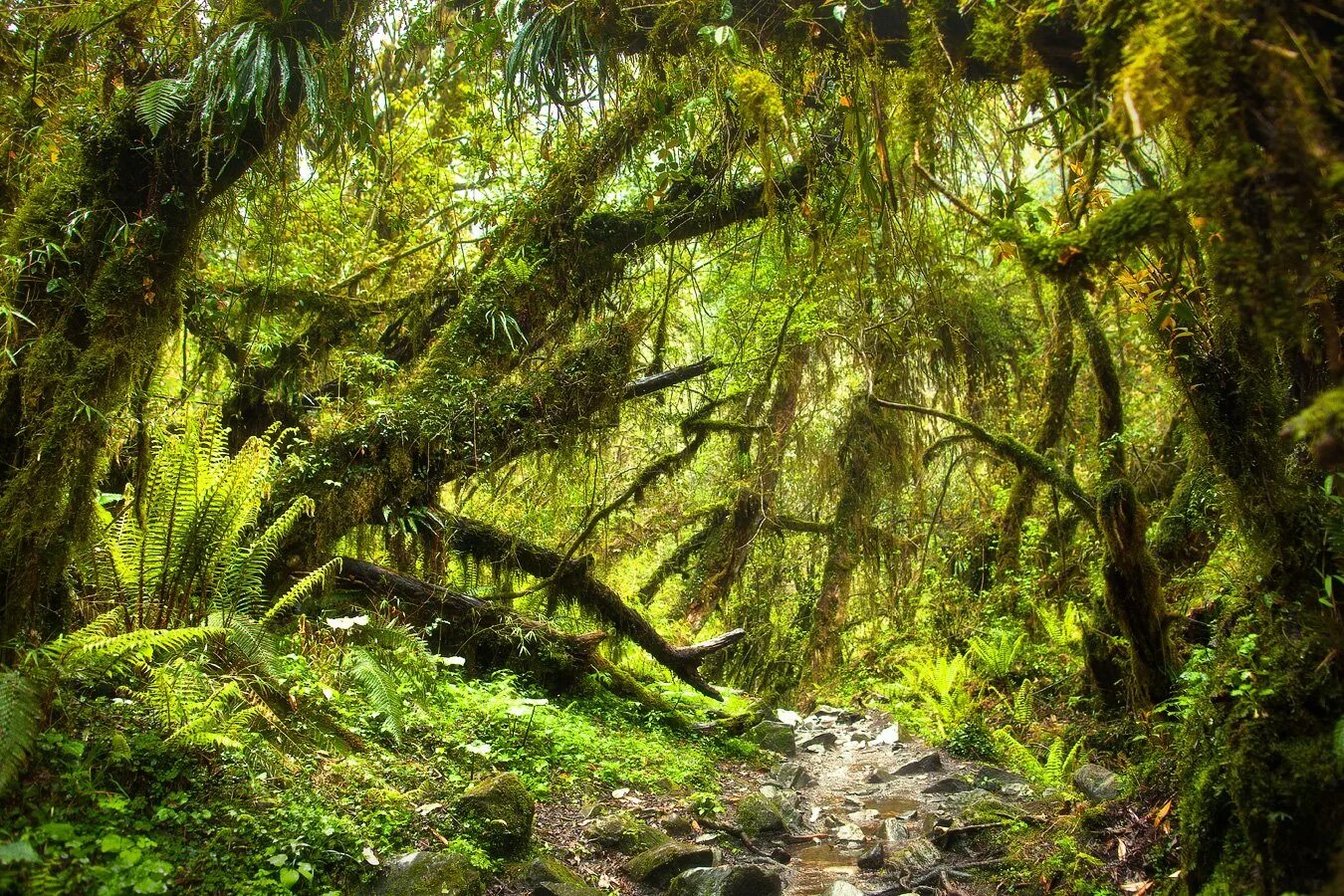 Лиановый лес Дербент. Самурский тропический лес. Самшитовый лес в Абхазии. Лиановидный папоротник. Долина заросшая лесом
