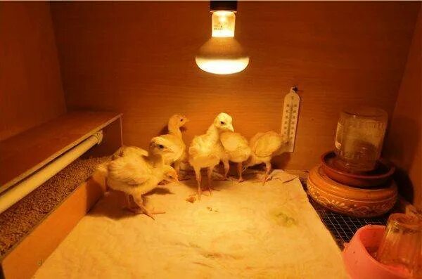 Нужно ли цыплятам ночью свет. Освещение индюшатам. Лампочка для обогрева индюшат. Лампа для индюшат. Светильники для птичника.