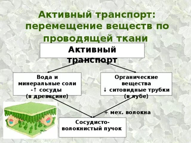 Транспорт органических веществ какая ткань. Передвижение веществ у растений таблица. Передвижение органических веществ. Перемещение веществ. Транспорт органических веществ в растении.