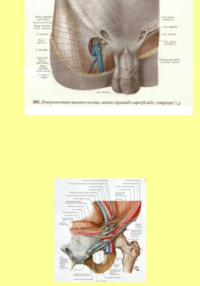 Содержимое пахового канала у женщин. Паховое кольцо у мужчин. Пупартова связка анатомия. Паховое кольцо у мужчин. Наружное паховое кольцо.