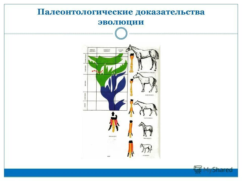 Тест доказательства эволюции. Экспериментальные доказательства эволюции. палеонтологическая эволюция. палеонтологические доказательства эволюции схема. палеонтологические доказательства схема.