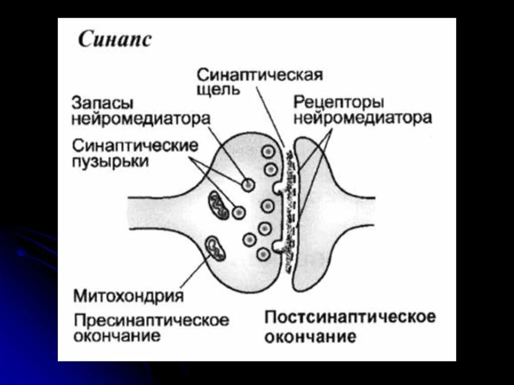 Синаптические пузырьки. Схема строения холинергического синапса. Структура синапса анатомия. Структурно функциональные элементы синапса. Субсинаптическая мембрана синапса.