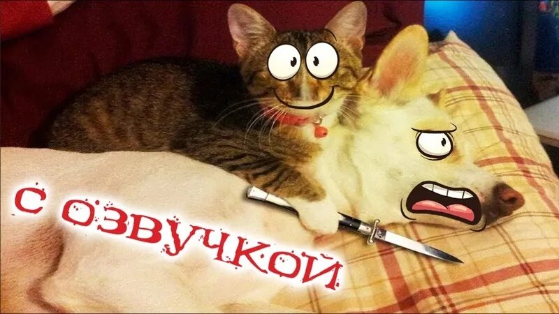 Видео про смешных котиков с озвучкой. Смешные коты с озвучкой. Самые смешные видео о животных с озвучкой. Смешные видео с котиками без озвучки. Смешные коты с озвучкой до слёз.