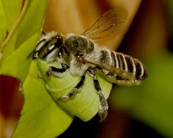 Гнездо пчелы листореза. Люцерновая пчела-листорез. Пчела листорез личинка. Пчела мегахила шмелевидная. Пчела листорез кокон.