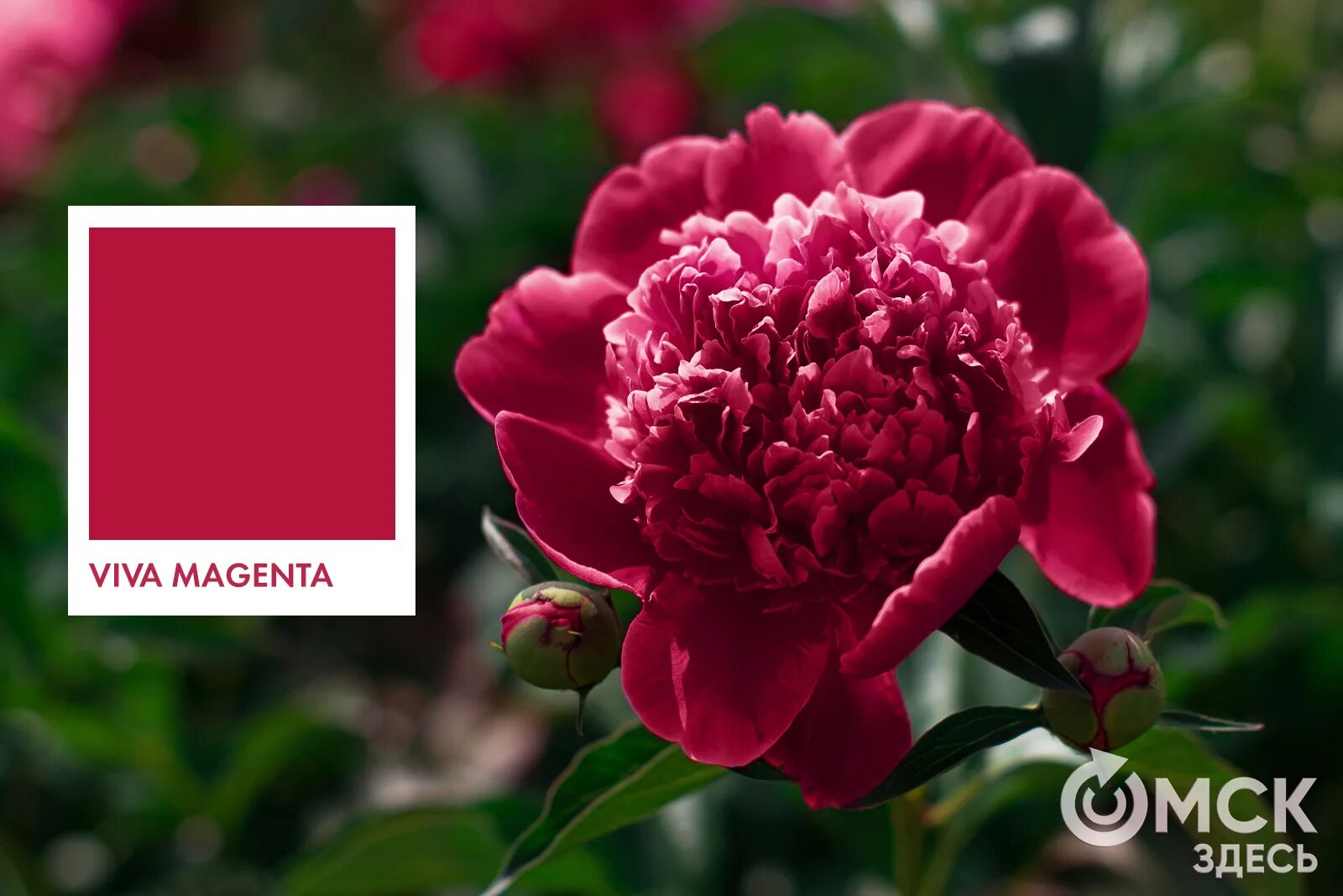 Вива магента цвет 2023. Вива код. Вива код. Вива маджента цвет. Viva презервы.