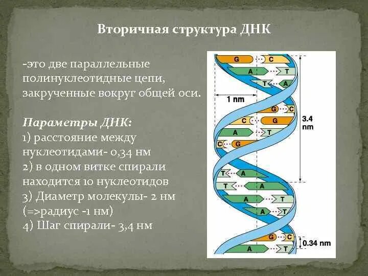 Структура двойной спирали ДНК. Двойная спираль молекулы ДНК. Строение спирали ДНК. Шаг спирали ДНК.