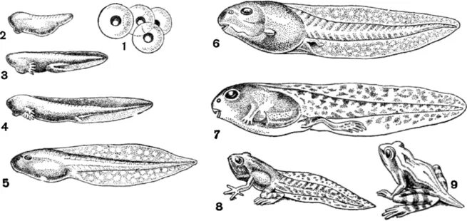 Развитие головастика земноводных. Головастики Тритона стадии развития. Голова тик дыхательная система. Дыхательная система головастика. Строение головастика лягушки.