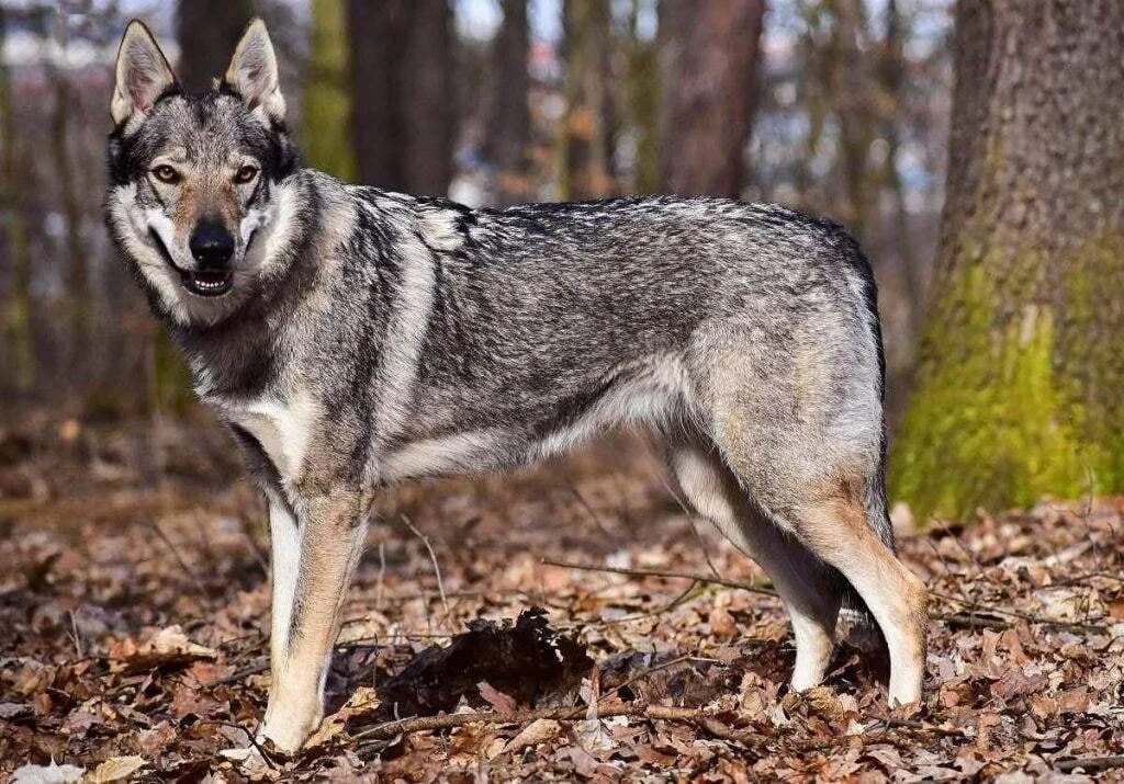 Red Saarloos Wolfhound Razas de perros, Perro lobo checoslovaco, Perro lobo