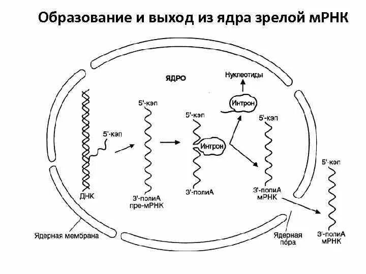 Синтез МРНК. Образование и выход из ядра зрелой МРНК. Синтез м РНК. МРНК нуклеотиды.