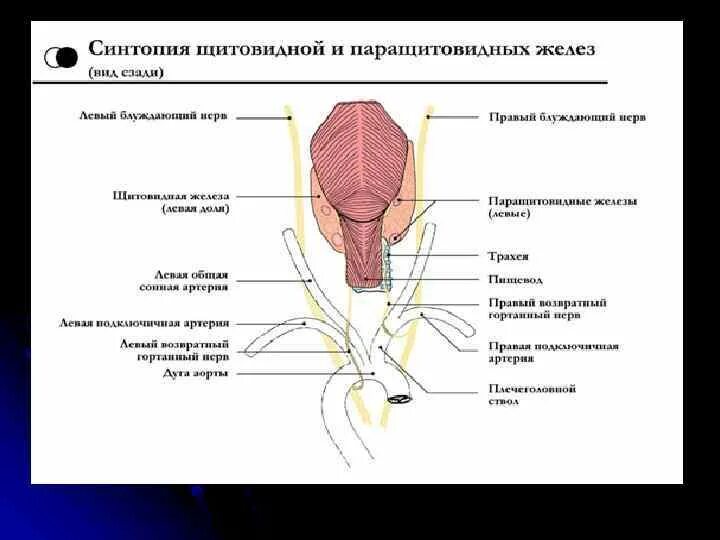 Синтопия щитовидной железы схема. Синтопия щитовидной железы анатомия. Околощитовидная железа синтопия. Синтопия гортани анатомия.