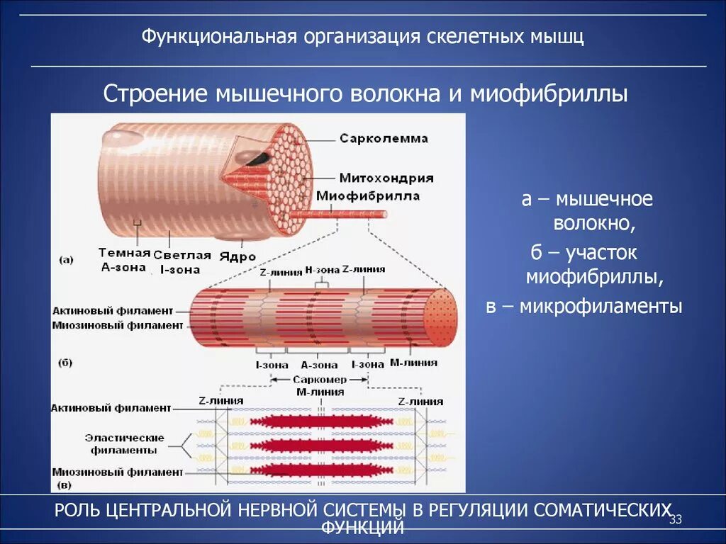 Мышечное волокно это. Функциональное строение мышечного волокна. Схема внутриклеточной организации мышечного волокна. Структура миофибриллы. Структуры скелетного мышечного волокна.