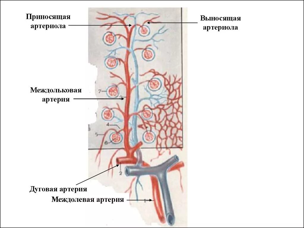 Почечная артерия артериола. Схема кровообращения почек. Выносящая и приносящая артериола почки. Почечная артерия выносящая артериола приносящая. Функция почечной артерии