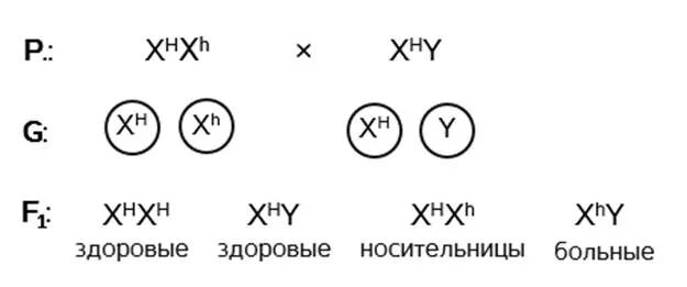 Дигетерозиготная по генам дальтонизма и гемофилии