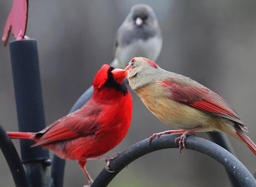 Группа красные птицы. Красный Зяблик Кардинал. Птичка Кардинал. Снегирь Кардинал. Желтогрудый Кардинал.