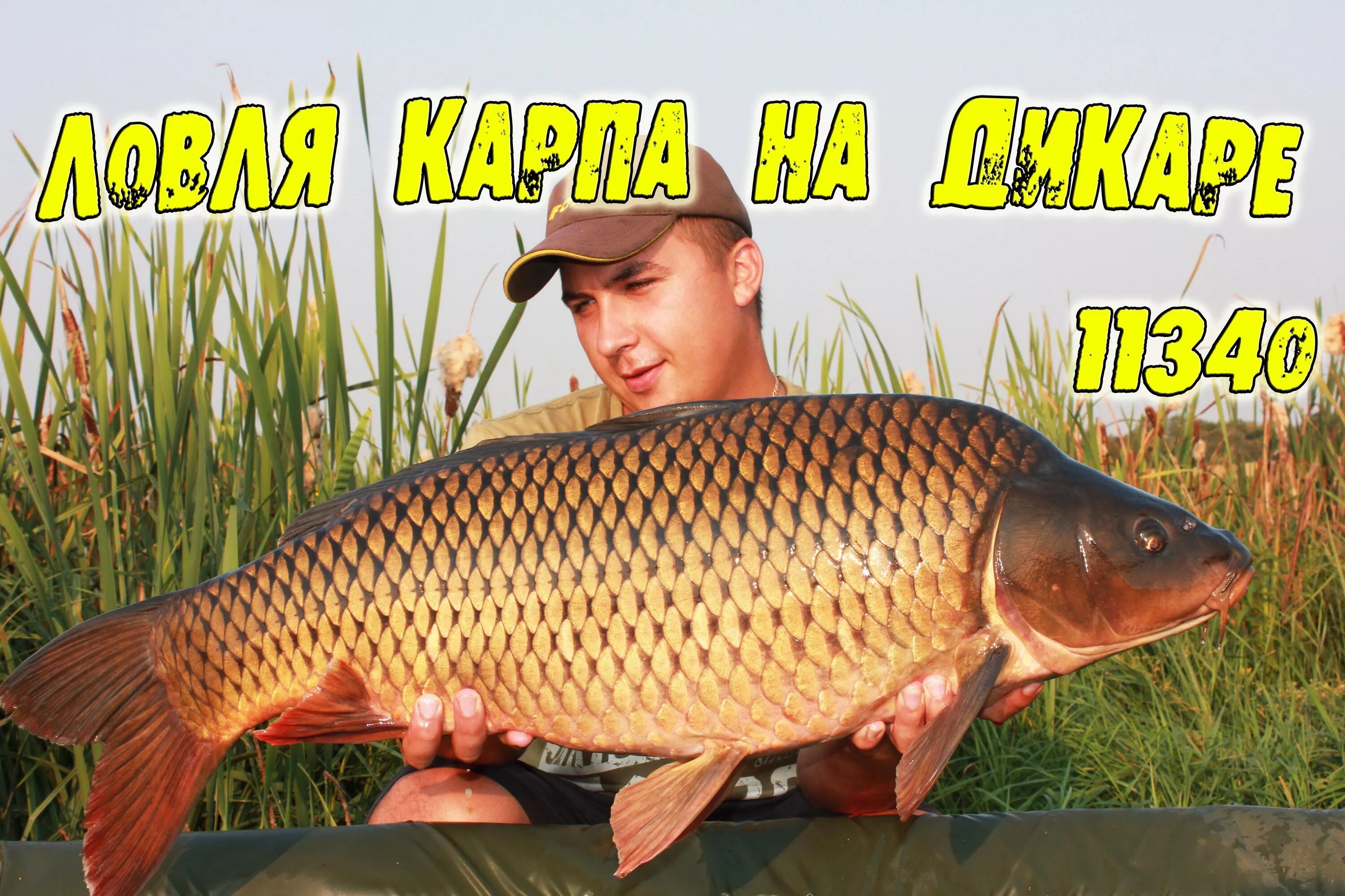 Carp travel