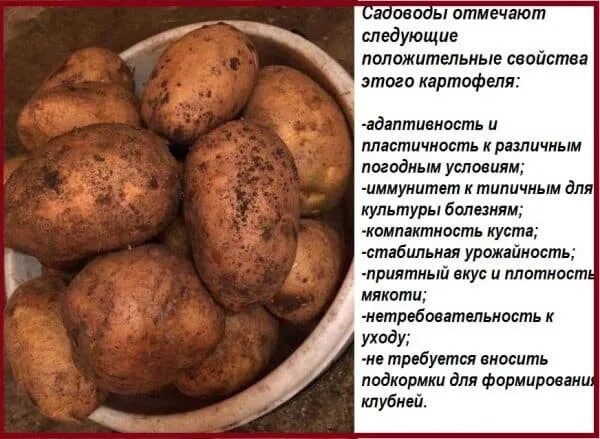 Пароли картофель характеристика. Сорт картошки Тулеевский. Тулеевский картофель характеристика. Сорт картофеля Тулеевский. Сорт Ривьера картофель характеристика.