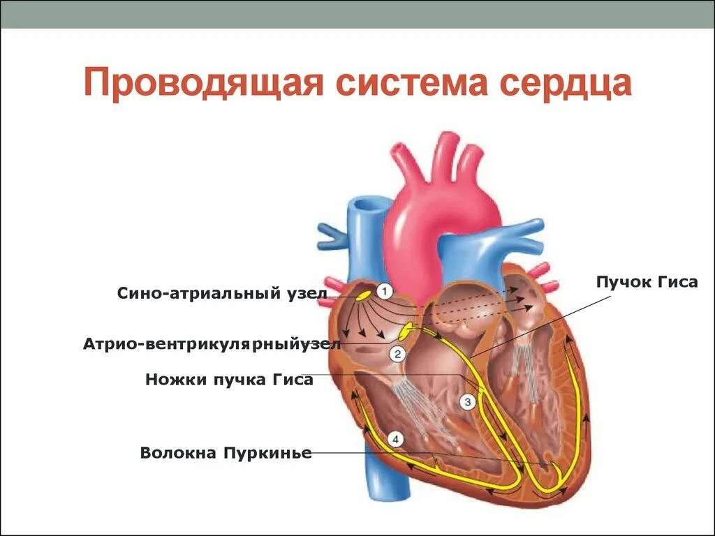 Проводящая система сердца синоатриальный узел. Проводящая система сердца анатомия схема. Строение сердца синоатриальный узел. Анатомические структуры проводящей системы сердца.
