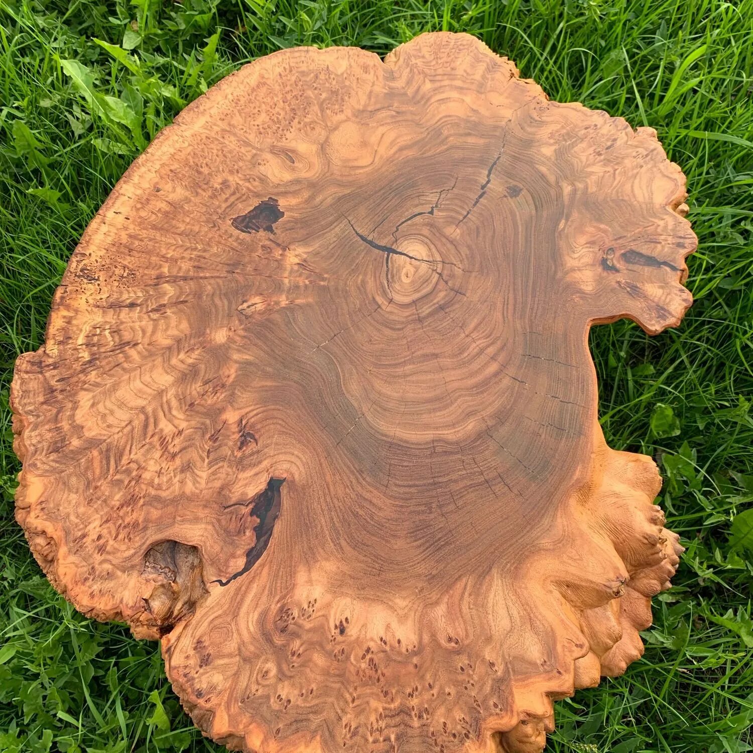 Карагач спил. Слэб капа карагач. Карагач дерево спил. Карагач дерево срез. Карагач срез.