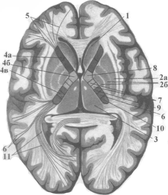 Подкорковые ядра головного мозга. Базальные ядра внутренняя капсула. Базальные ядра головного мозга анатомия. Чечевицеобразное ядро головного мозга.